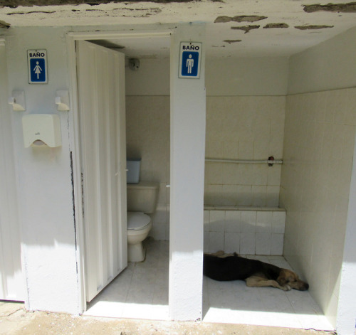 justtoilets: Toilet on one side, urinal trough and dog on the other side. Too good to be true.  Chec