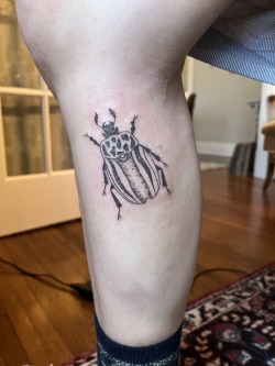 Beetle named Sally