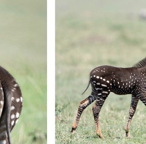 animalvegetablemineral:“Last night a Maasai guide discovered a one of a kind genetically mutated b