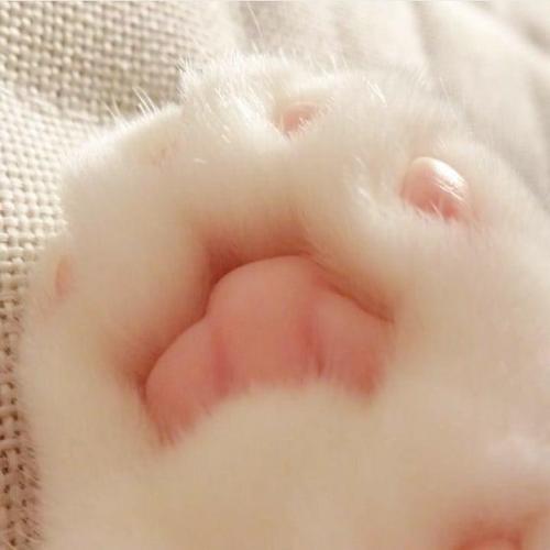 cuteness–overload:Pink jellybeansSource: bit.ly/2sW4igX
