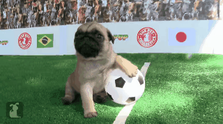 musicc-cann-savee-uss:  Puppy pugs playing soccer