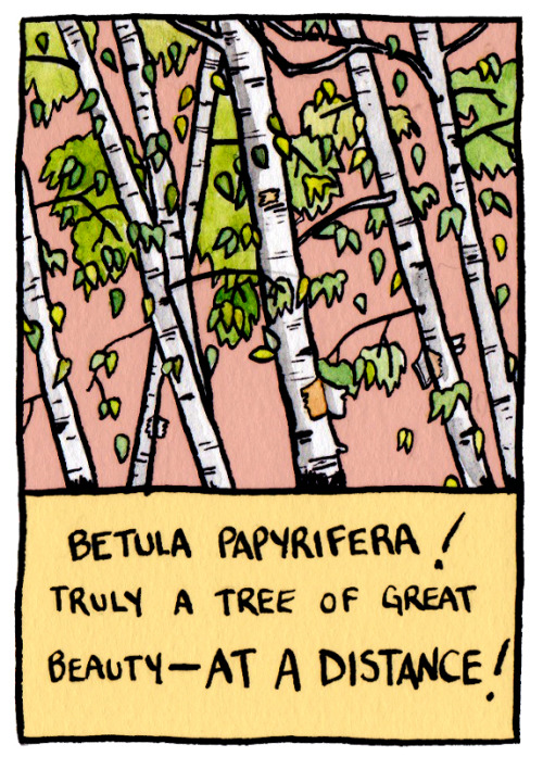 falseknees: More tree facts from False Knees!