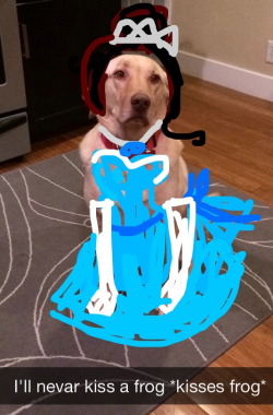 jessbunnyxo:  datunofficialdisneyprincess:  partofdisneysworld:  neverrlaand:  yeah-disneygeek:  …so…. sometimes I take snapchats of my dog and… well… yeah. this happens.  THIS IS BRILLIANT WHY ISN’T THERE LIKE 100K+ NOTES ON THIS  I LOVE THIS