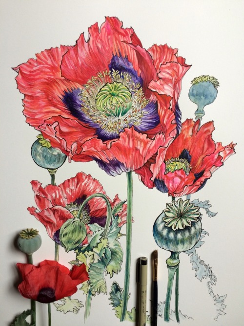 noelbadgespugh: poppies &amp; ferns