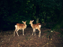 DE UTVALDA / THE CHOSEN ONES
My new project. Holy animals and their surroundings.
Se more here: http://danielwahlberg.se/?page_id=203