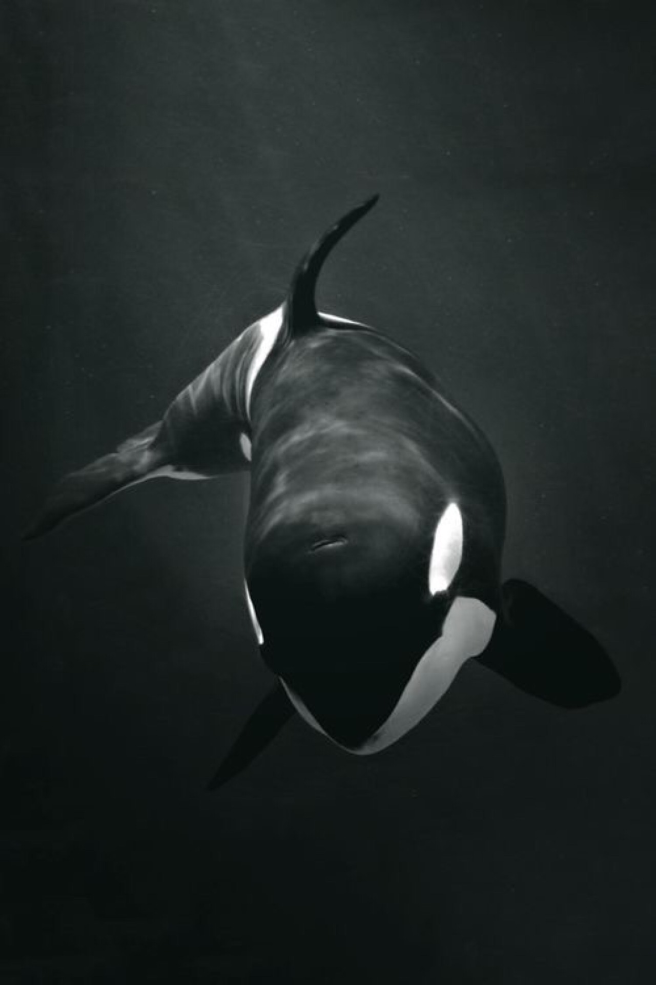 Free Willy​ | S.L.Δ.B.