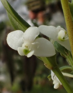 Orchid-A-Day:dendrobium Quinquelobumsyn.: Cadetia Quinqueloba; Cadetia Major; Dendrobium