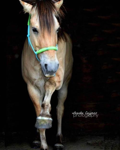 Today I rode Aron, and to thank @ellenlove1993 I made her some photo’s. #fjordhorse #horse #ho