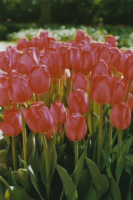 floralls:  (by Petrana Sekula) 