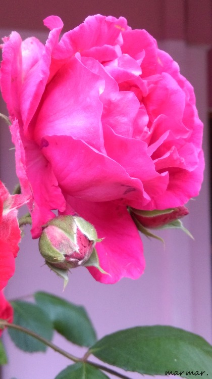 Roses - ΤριαντάφυλλαΚουρκουλοί Ευβοίαςtaken at Kourkouli Euboea, GR© marmar. 2016