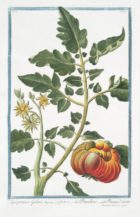 Niccolo Martelli, Lycopersicon Galeni = Pomidoro + Pomme d'ammour, 1772-93. From Hortus Romanus by B