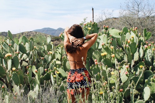 Porn photo mahinabeams:  Cactus in bloom is magic