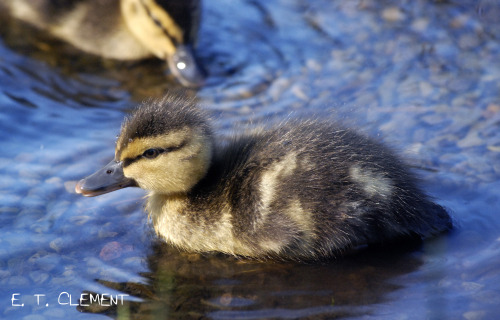 feministengineer:I have a thing for photographing little ducklings