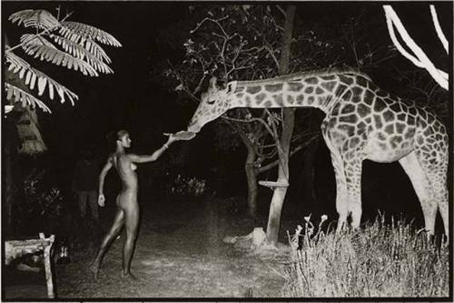 Peter Beard Beyond Gauguin Night Giraffe Feeding, 1998