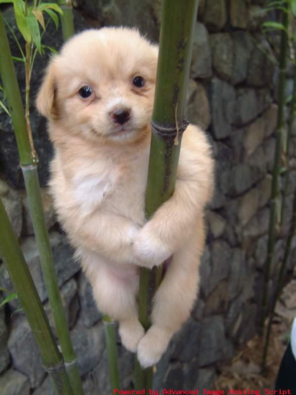 A Happy go lucky dog on Tumblr: Image tagged with dogs of tumblr, love dogs,  funny dogs