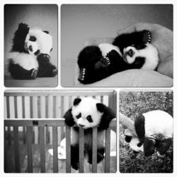 muffyq:  Panda on We Heart Ithttp://weheartit.com/entry/98612181/via/katrin_printezi