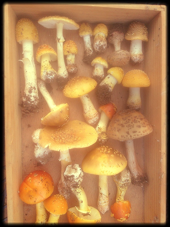 merismer:  We found Amanitas! 
