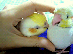 マ