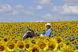 msnbc:  Bob Grutza rides on horseback through his field of sunflowers, July 15, 2014 near Maysville, Kentucky. Grutza has five acres of sunflowers on his property. (Photo: Terry Prather/The Ledger Independent/AP) This Week In Pictures: July 12-18