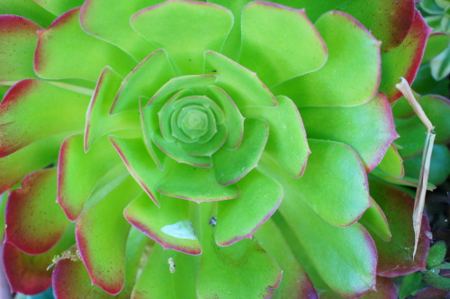 XXX flora-file:  Aeoniums (by flora-file)  photo