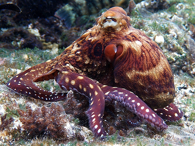 theoceaniswonderful:  Crawling… by vanveelen 