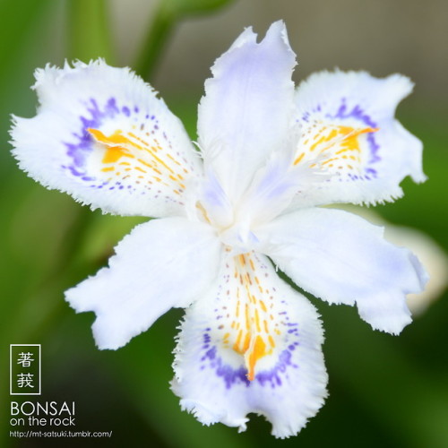 シャガ（射干、著莪）SHAGA, Iris japonica (fringed iris, butterfly flower)2018.5.4 撮影bonsai on the rock| Creema
