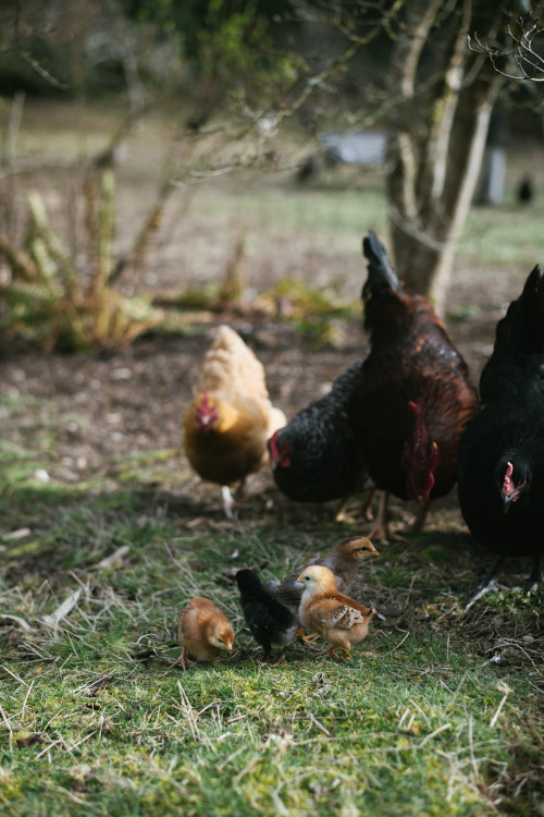 millivedder:Mama and babies