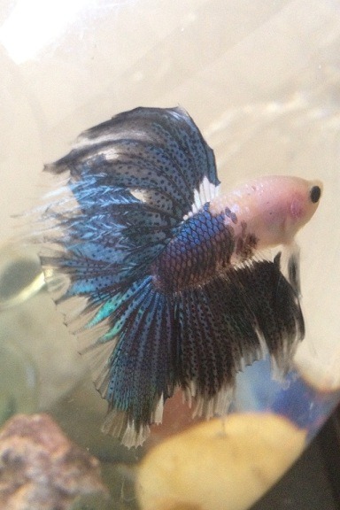 thespiritfox:  We lost Earl Ragnar, our favorite Beta fish. & we were sure to give him a viking’s funeral as such a magnificent fish as he deserves. See you in Valhalla my friend. Sail, Ragnar. Sail.  