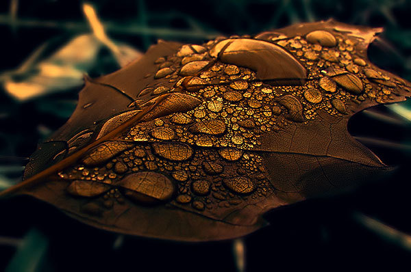 odditiesoflife:  Finding Gold in Nature  Beautiful macro photos by Emerald Wake with