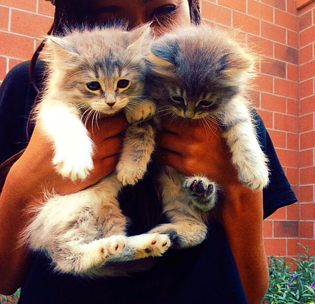 cute-overload:  While walking in Downtown LA today, these two little stray kitties