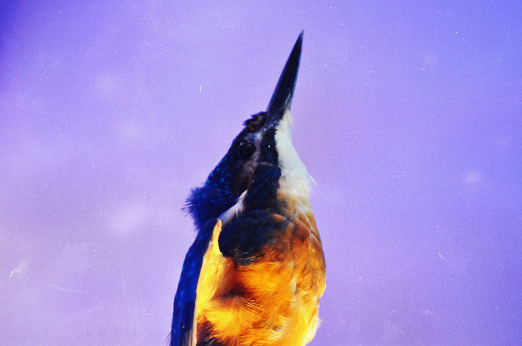 plizm:  (by Lisa Smit) 