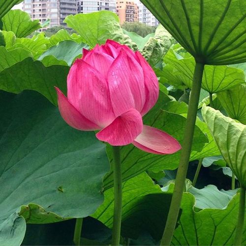 不忍池　蓮華