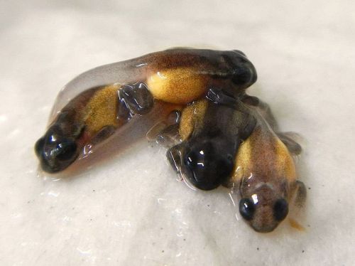 allcreatures:For the first time ever, Archey’s Frogs have been successfully bred in captivity. Aukland Zoo is the only f