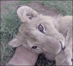 Lion cub shows off long eyelashes