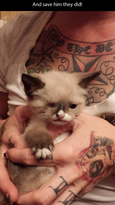 thrash-until-death:  221cbakerstreet:  CUTE SMALL PIRATE CAT FRIEND  I want Sir Stuffington. 