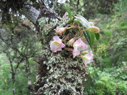 orquidofilia:Rodriguezia granadensis, in situ, Nariño Department, Colombia.By Zonia Arge