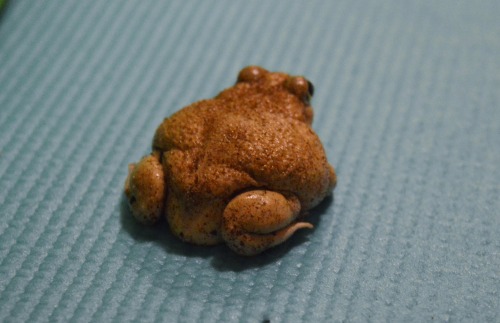 shootmeadub: toadtime:the cutest, smallest, toad butt  i thought this was whole fried chicken