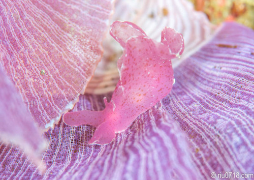 Aplysia Sagamiana (Baba, 1949)