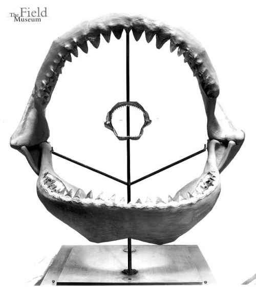 fieldmuseumphotoarchives:More sharks??? Sure, how about a Megalodon Jaw!!!© The Field Museum, C