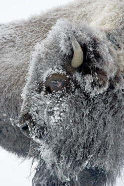 atimo-taguy:  earthandanimals:   Frosty Bison