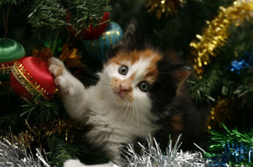 adelphicoracle: ainawgsd: Christmas Cats Adorable ornaments