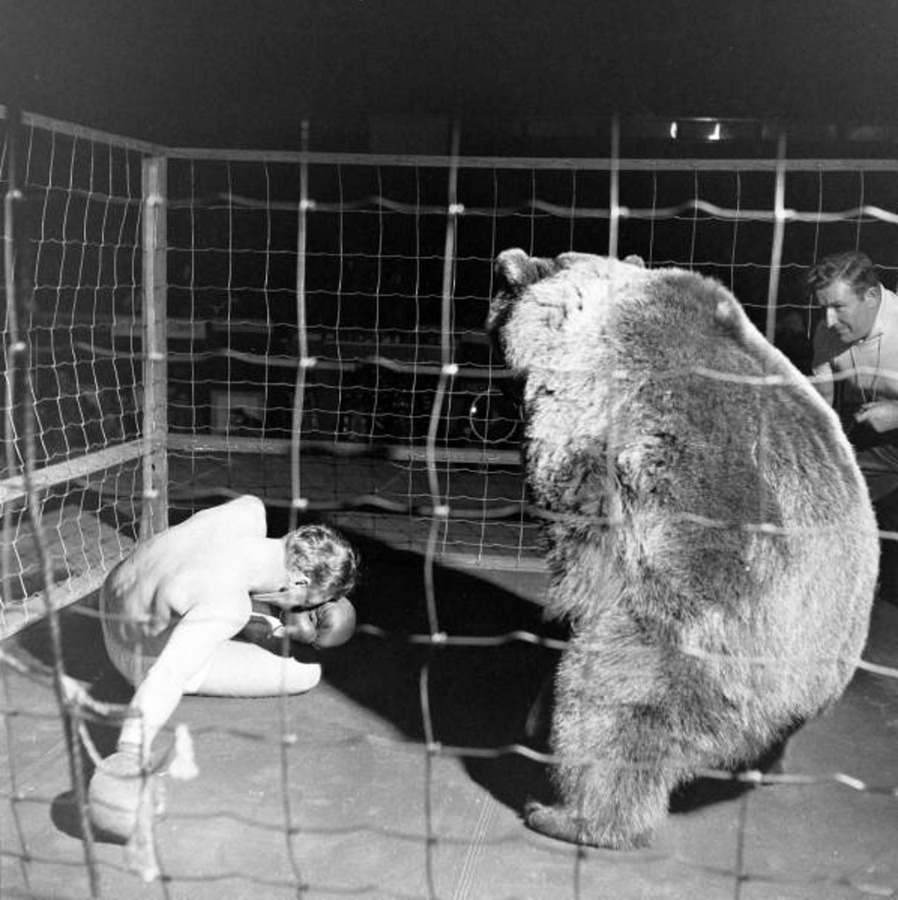 Combat de boxe entre Gus Waldorf et un ours en 1949.