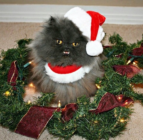 Tomorrow is Christmas Eve, so here are more good pictures of cats enjoying the holidays!!!