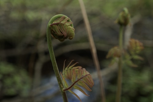 Tiny fern unfurling in the forest at Westminster Ponds. (photographer: Giles Whitaker)