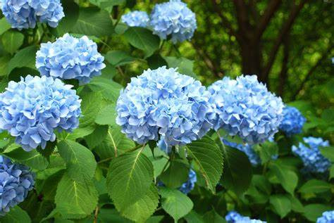 Type Of Flower (HC)