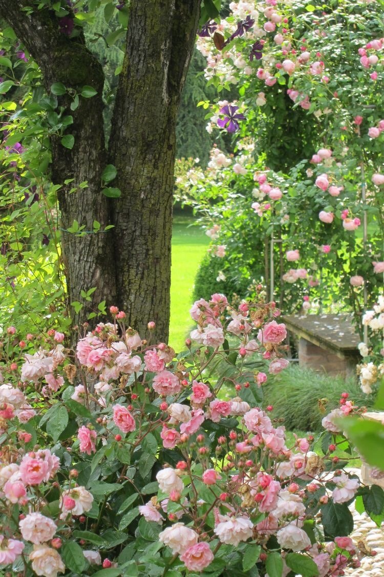 miss-mandy-m:  Pink climbing rose garden inspiration