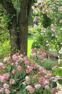 miss-mandy-m:  Pink climbing rose garden
