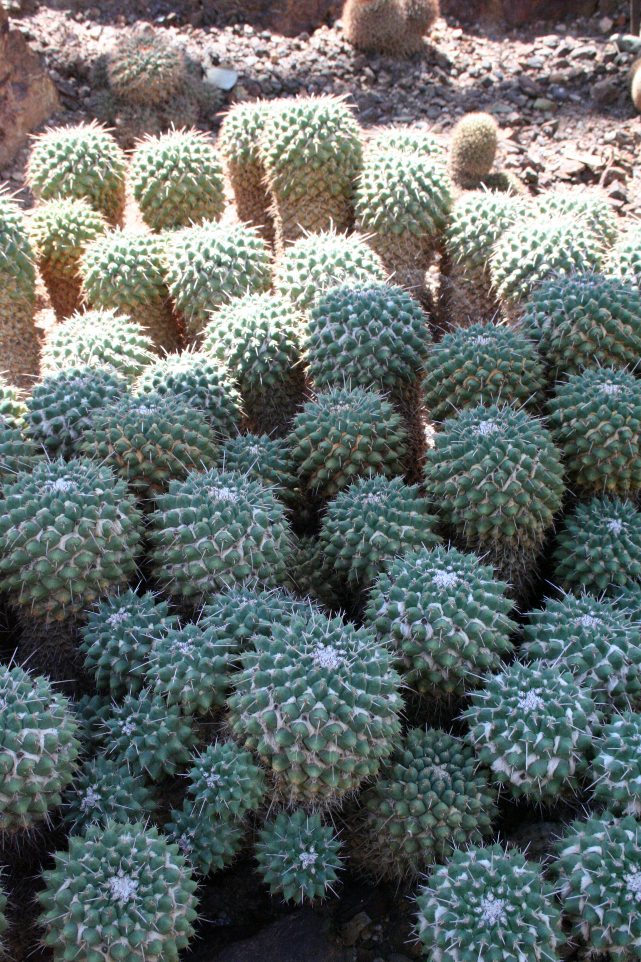 Mammillaria compressa / Mother of hundreds
Desert Botanical Garden, Phoenix