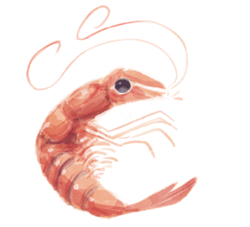 apollor:shrimpy 