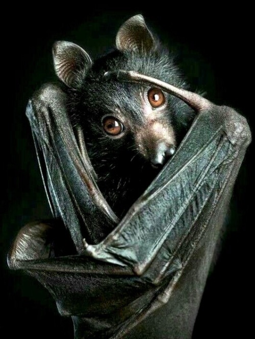 Beautiful beautiful Bats.